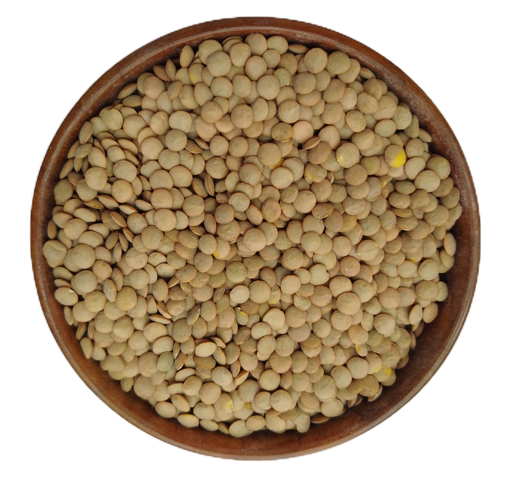 عدس درشت